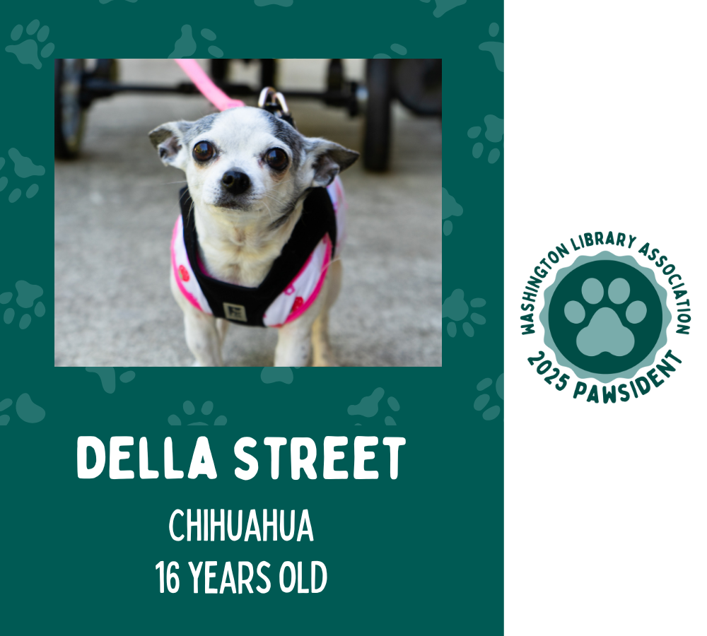 Picture of Della Street the chihuahua